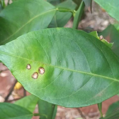 Identifique o cancro cítrico